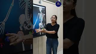 Bones of forelimbs  Locomotion and movement  class 11 By Dr Priyanka anatomytrains bones [upl. by Carlson]