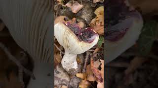 Сироїжка винночервона  Russula vinosa  ліс гриби nature fungi [upl. by Adni]