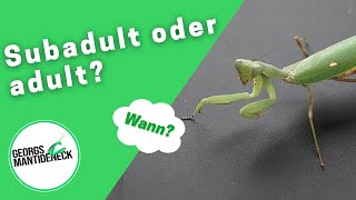 Wann wird meine Mantide subadultadult  Communityfragen [upl. by Ymme538]