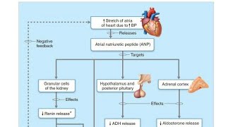 Atrial Natriuretic Peptide ANP in Hindi [upl. by Jariah217]