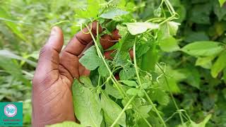 Spiritual uses Of Nyanya Leaves Bitter melon  Momordica charantia uses Spiritual power of leaves [upl. by Levania]