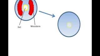 Lecture 15 Formation of a coelom [upl. by Jolyn]