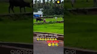 Kahar sange enta hei chhe 😍🌿\ sambalpuri status video  sambalpuri song shortvideo dance [upl. by Olmstead922]