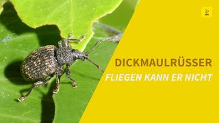 Fliegen kann er nicht  Der Dickmaulrüssler [upl. by Ljoka]