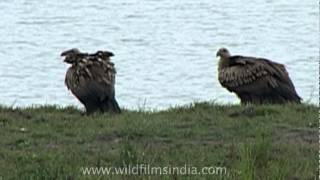 Whiterumped Vulture Gyps bengalensis [upl. by Torrie]