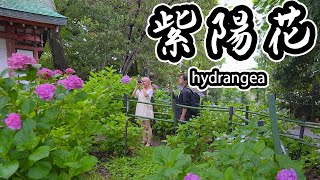 4kKyoto Walk  Hydrangea Festival at Fujimori Shrine [upl. by Nnylatsyrc699]