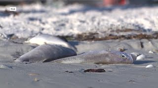 Red Tide costs Florida tourism economy billions according to UCF study [upl. by Erdnoed933]