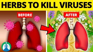 Top 10 Herbs for Lung Health Clearing Mucus COPD and Killing Viruses [upl. by Cchaddie]