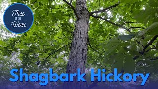 Tree of the Week Shagbark Hickory [upl. by Jerri]