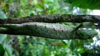 Polychrus marmoratus  Guyane  2009 [upl. by Spiers]