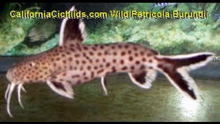 Synodontis Petricola Dwarf Catfish F1 [upl. by Arrehs858]