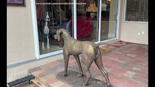 Suspicious Great Dane Isnt Too Sure About Bronze Dogs Hurricane Milton Preparation Relocation [upl. by Rianna]