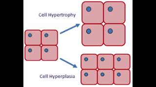 Hipertrofia y Hiperplasia 2 de los tipos de ADAPTACION CELULAR  Homeostasis  Equilibrio Celular [upl. by Trebreh]