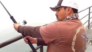 85lb Bat Ray at Huntington Beach Pier [upl. by Arraek]