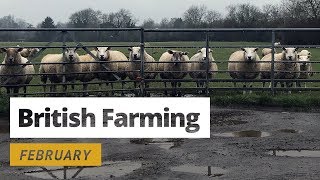 British Farming  12 Months On A UK Farm February [upl. by Oly173]