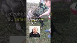 Büyük Köpeğin Çilesi köpekbakımı köpekadam çağrıaracı köpek youtubecreatorcommunity jamthund [upl. by Joung853]