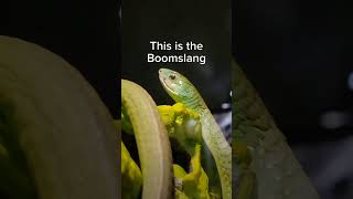 Boomslang Snake😮 [upl. by Sadonia]