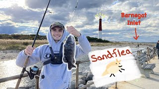 Fishing for Blackfish Tautog  Barnegat Lighthouse NJ [upl. by Anilec]