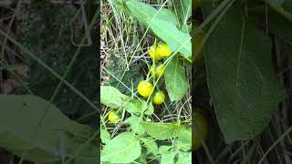 Native plant to the USA Solanum carolinense also known as horse nettle [upl. by Normie]