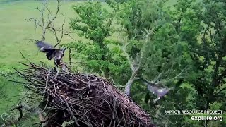 Decorah North Nest collapses😢 Eaglets are scared  828 AM  16062024 [upl. by Franciskus]