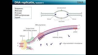 DNA b2 DNA replicatie [upl. by Moor934]