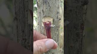 Fruit trees GraftingMaster grafting fruittrees garden plants tree graft shorts [upl. by Cusack]