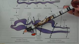 Sistema Nervoso Central formação embrionária [upl. by Saxon]