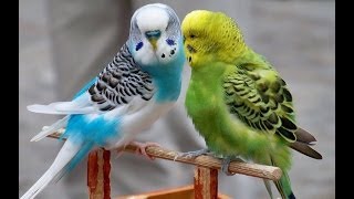 Budgerigar singing chirping [upl. by Marcelline]