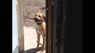 Dogs Stick is Too Big to Fit through the Door [upl. by Ahto]