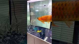 1 Big Fish vs 1000 Small Fish 😳 [upl. by Nolana498]