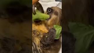 Sloths Threetoed sloth Linnaeuss twotoed sloth Bradypus pygmaeus [upl. by Bove]