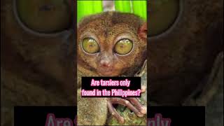 Are tarsiers only found in the Philippines [upl. by Duleba]