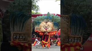 REOG PONOROGO Dadak Merak HUGE MASK Dance shorts international [upl. by Roosevelt547]