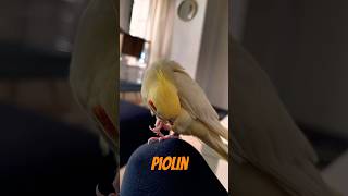 PIOLIN🧡💛 birds ninfa ninfas aves nymph birds calopsita shorts short shortvideo piolin [upl. by Ahsas]