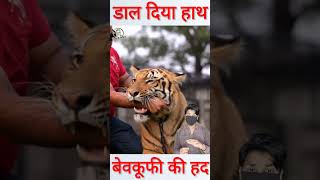 बाघ के मुंह में पाकिस्तानी ने डाल दिया हाथ shorts tiger [upl. by Paff799]