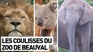 LES COULISSES DU ZOO DE BEAUVAL [upl. by Refinej]