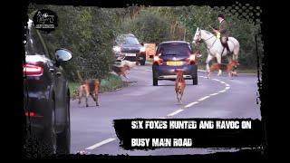 Six foxes hunted and Warwickshire Hunt havoc on main road [upl. by Edik]