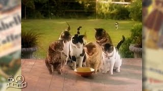 Whiskas Cat Food 1990s Advertisement Australia Commercial Ad [upl. by Amato354]