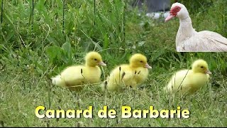 CANARD de BARBARIE  POUSSINS qui découvrent la nature [upl. by Aurel589]