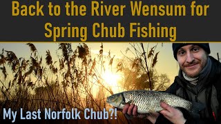 Back to the River Wensum for Spring Chub Fishing River Foss Fishing  Ep 39 [upl. by Alilak]