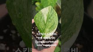 스킨답서스 트루비 민트 바리에가타Scindapsus treubii mint variegated [upl. by Macintyre]