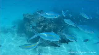 Snorkelling in Rasdhoo Maldives [upl. by Eeneg]