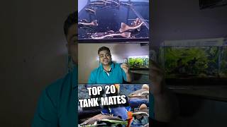 Before Choosing Tank Mates For Redtail Catfish You Should Watch This Video [upl. by Drofliw]