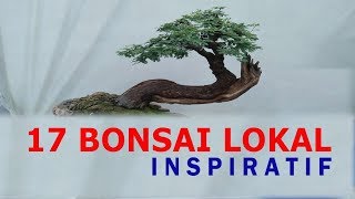 17 BONSAI LOKAL INSPIRATIF [upl. by Sierra]