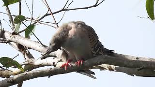 Crested Pigeon Hervey Bay Qld [upl. by Luisa]