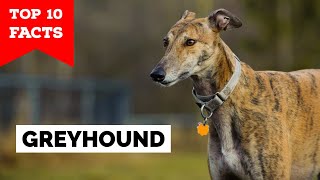 Greyhound  Top 10 Facts [upl. by Anerol]