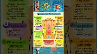 CUADRANTES ABDOMINALES anatomy cirugiageneral enfermeria medicina fypシ viral [upl. by Burt]