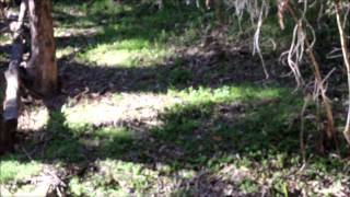 The History of Monarch Butterflies at Ellwood Main in Goleta [upl. by Shantee]