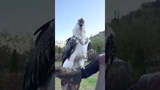 Vulture swallows big bone whole 😳🤯  🎥 Viralhog [upl. by Lesna]