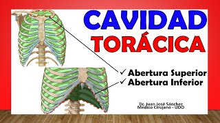 🥇 CAVIDAD TORÁCICA Tórax Óseo ¡Fácil Explicación [upl. by Tavis728]